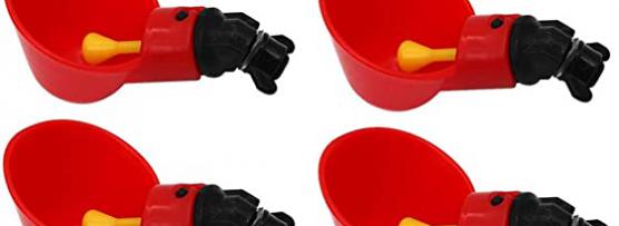 Miglior occhiali per galline