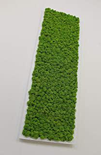 Miglior quadro vegetale