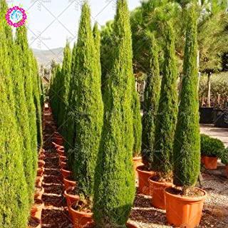 Miglior alberi da giardino perenni