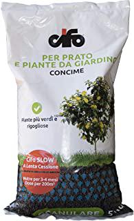 Miglior alberi da giardino sempreverdi a crescita rapida