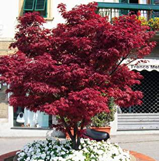 Miglior alberi da giardino sempreverdi