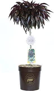 Miglior alberi nani da giardino