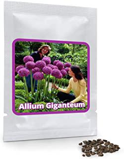 Miglior alberi ornamentali da giardino