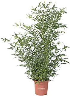 Miglior alberi sempreverdi da giardino