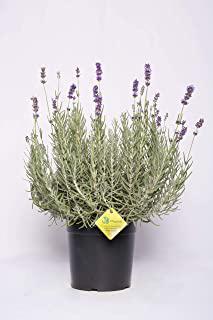 Miglior arbusti sempreverdi da giardino