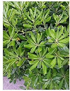 Miglior cespugli per giardino