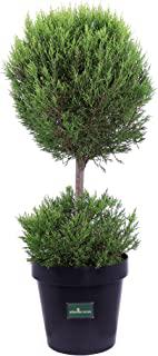 Miglior cipressi giardino