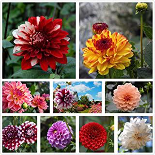 Miglior fiori da giardino estivi
