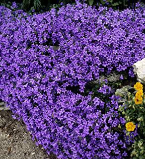 Miglior fiori da giardino perenni