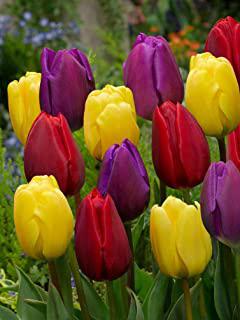 Miglior fiori invernali da giardino perenni