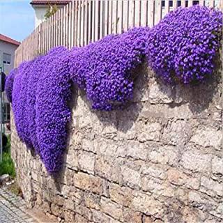 Miglior fiori viola da giardino