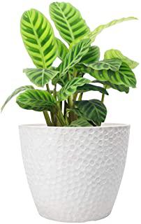 Miglior fioriera ceramica