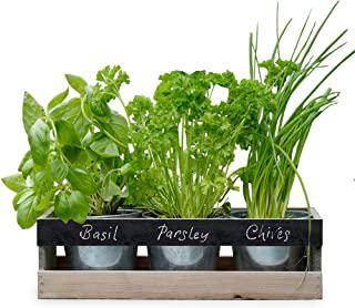 Miglior fioriera per erbe aromatiche