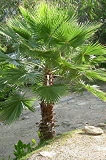 Miglior palme da giardino