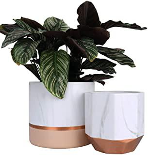 Miglior piante da giardino in vaso