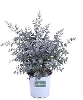 Miglior piante da giardino resistenti al freddo