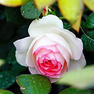 Miglior piante esotiche da giardino