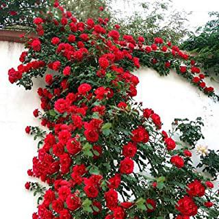 Miglior piante fiorite da giardino