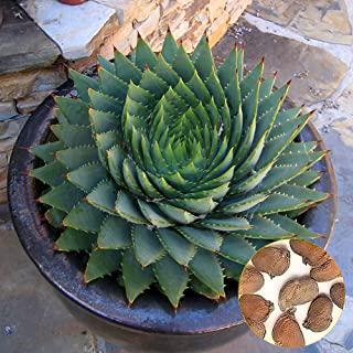 Miglior piante grasse da giardino