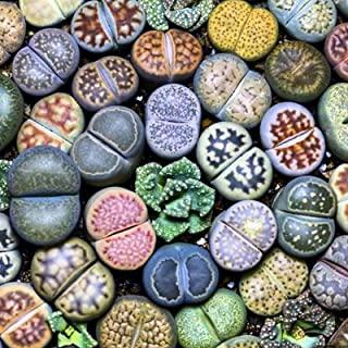 Miglior piante ornamentali da giardino