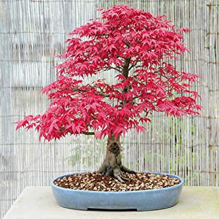 Miglior piante sempreverdi da giardino basse