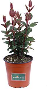 Miglior piante sempreverdi da giardino resistenti al freddo