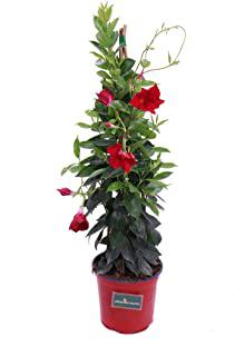 Miglior resistenti sempreverdi piante da giardino